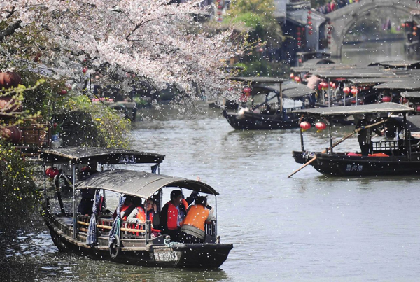 600-1 西塘古镇樱花开.jpg